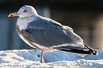 BB 10 0492 / Larus argentatus / Gråmåke